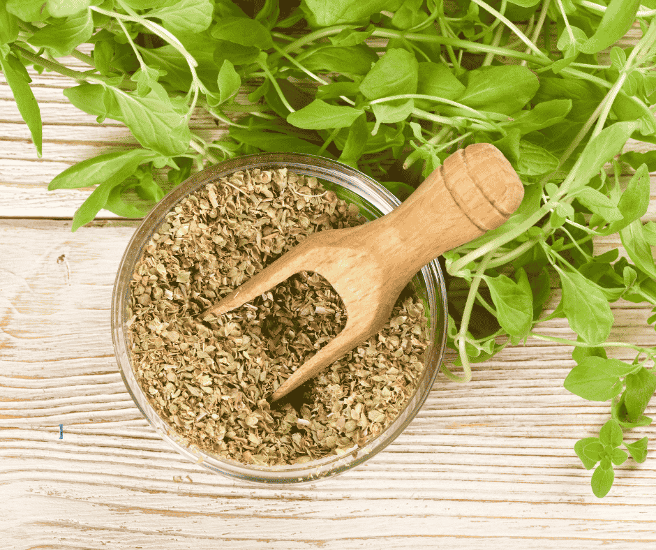 Oregano – přírodní antibiotikum